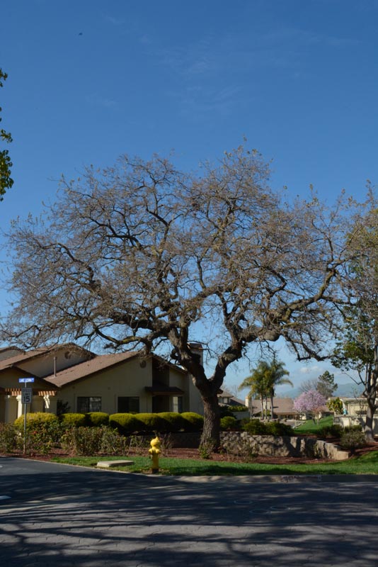 Valley oak