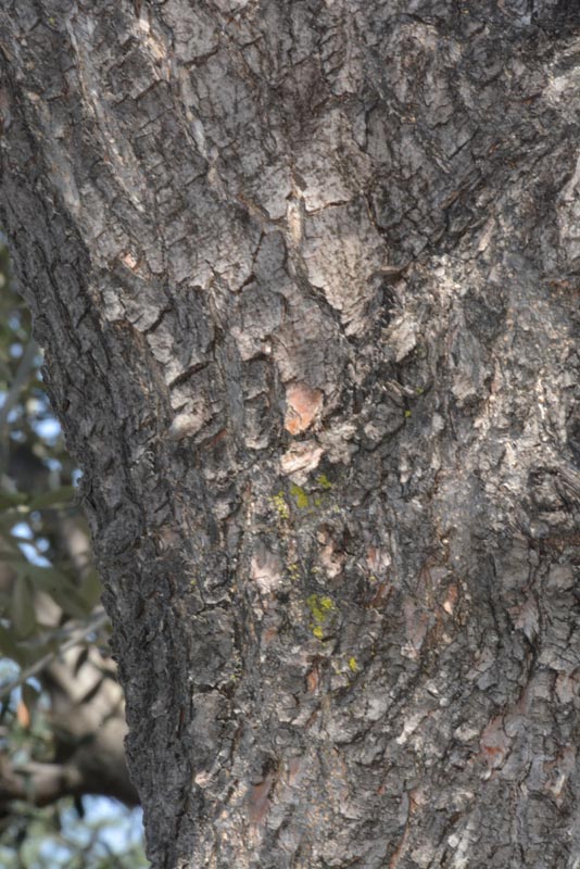 Olive bark