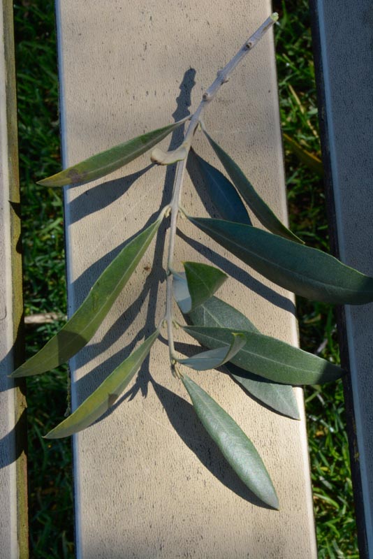 Olive leaves
