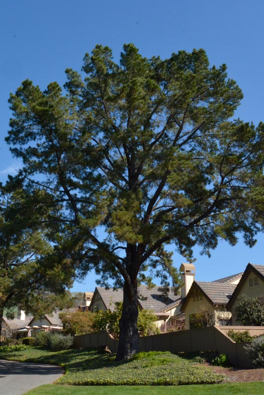 Monterey pine