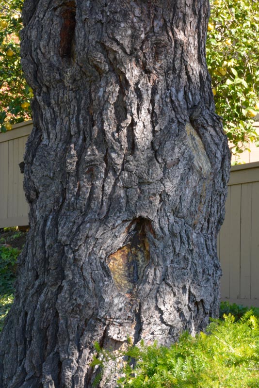 Monterey pine bark