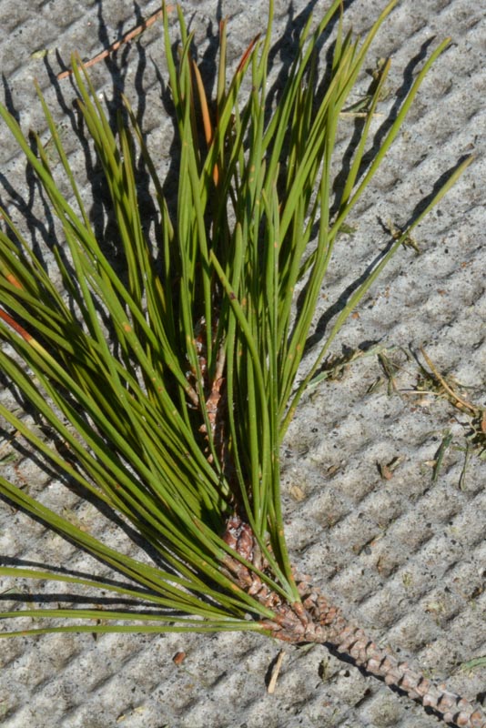 Monterey pine needles