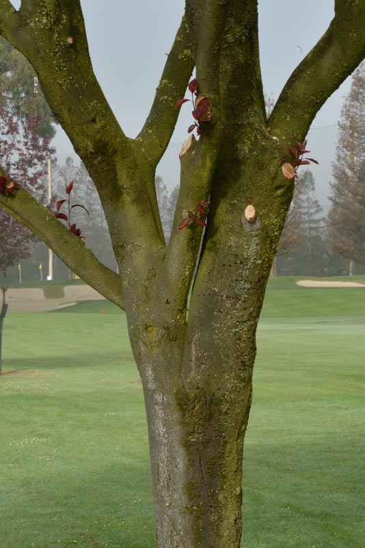 Cherry plum bark
