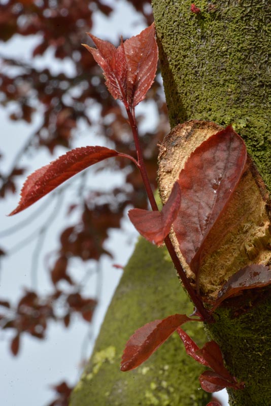 Cherry plum leaves
