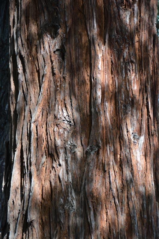 Redwood bark