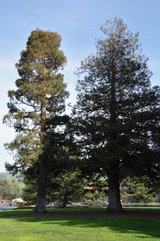 Redwood