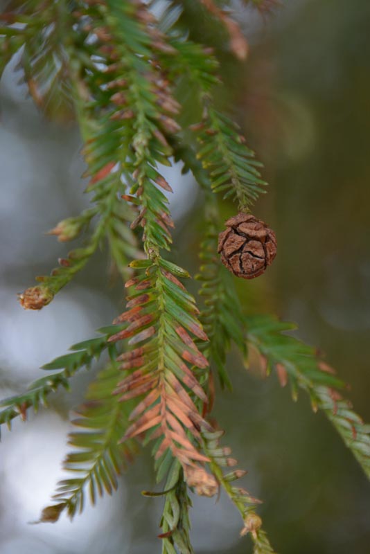 Redwood leaves