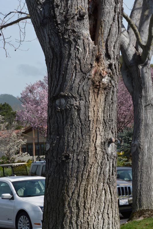 Sweetgum bark