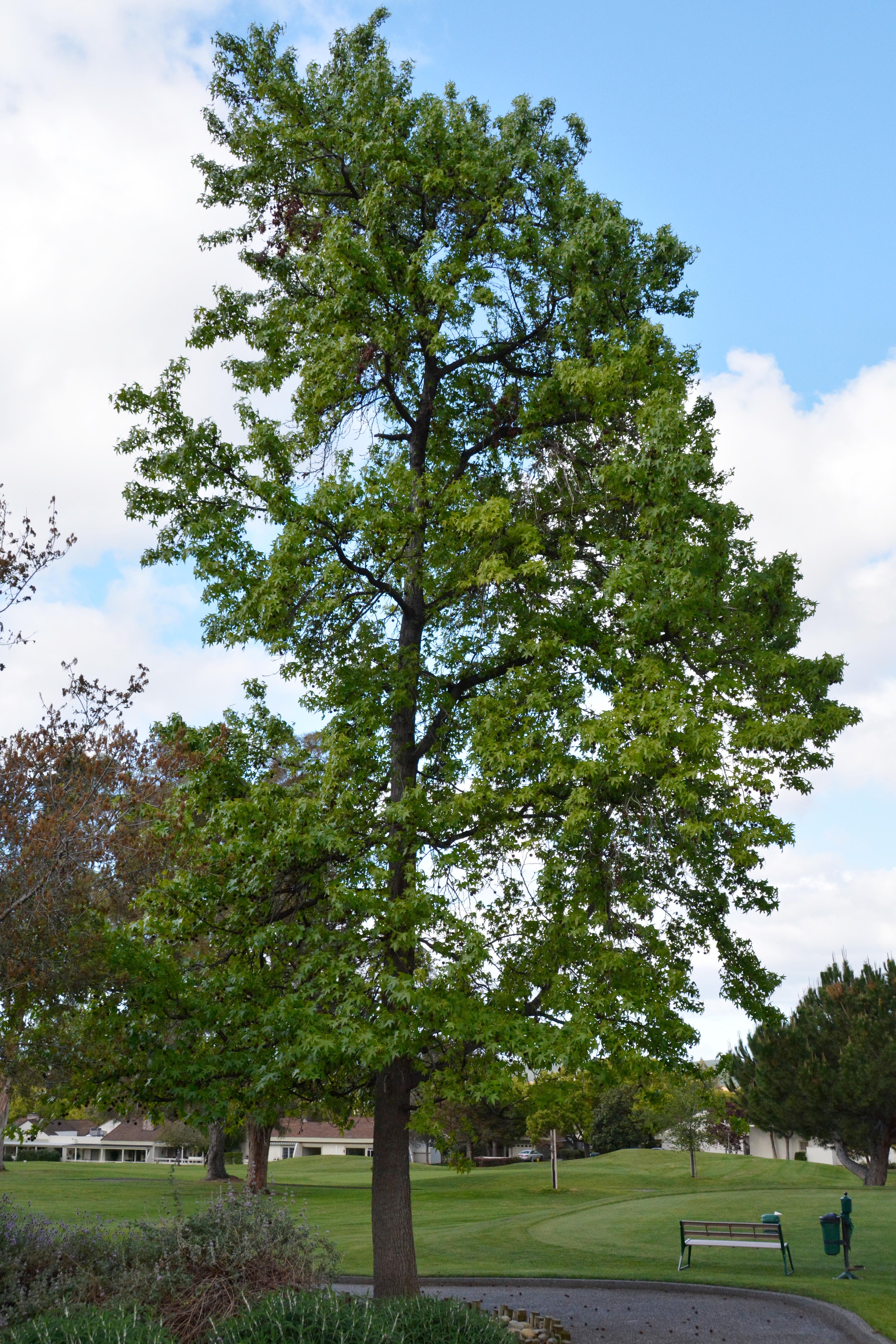 Sweetgum