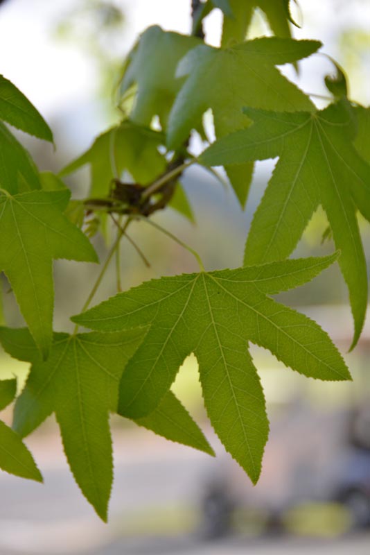 Sweetgum leaves