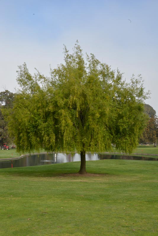 Weeping willow