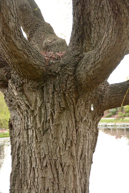 Weeping willow bark