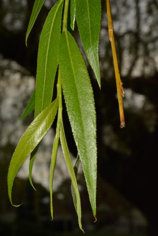 Weeping willow leaves